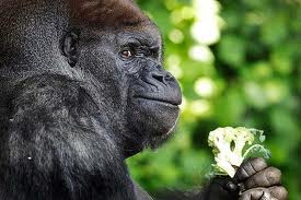 Silverback chilled out