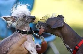 Last year, the mutts of Billy Idol and Cristiano Ronaldo fought it out for best in show